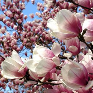 Цвітуть магнолії: День відкритих дверей в Ботанічному саду