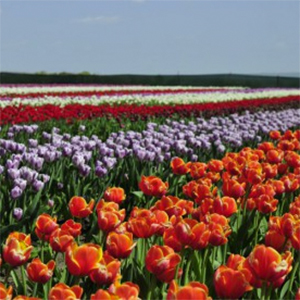 Екскурсія-тур «Чернівці та долина тюльпанів»