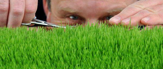 Як зробити газон ідеальним: садові ножиці для трави