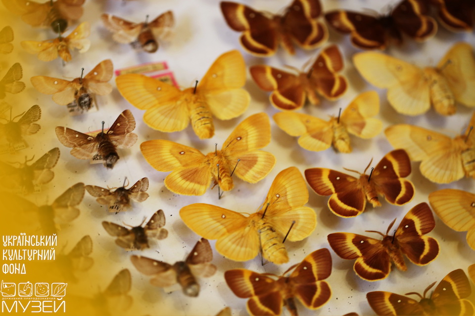 У Львові сканують унікальну колекцію метеликів Івана Верхратського