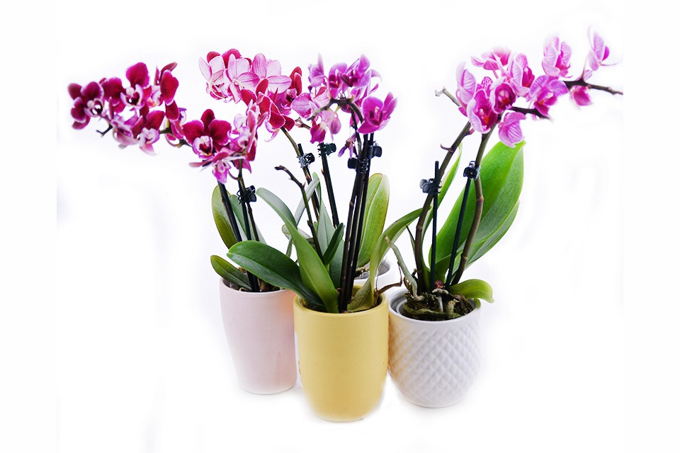 Купити орхідею – в букеті чи у вазоні, що краще?